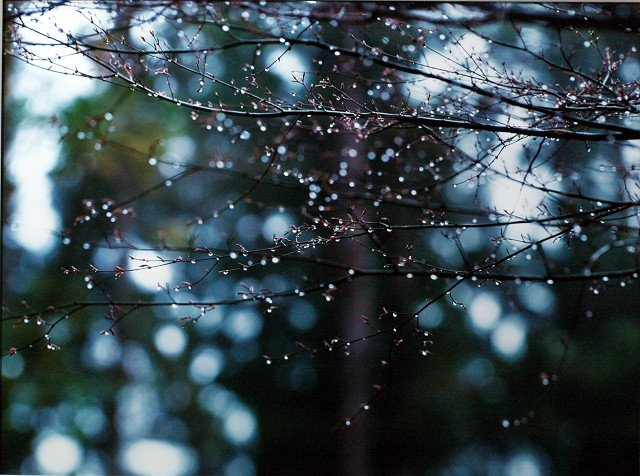 春雨