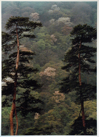 春景　（嵐山）