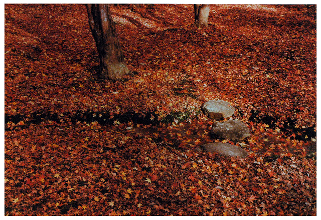 散紅葉（祗王寺）