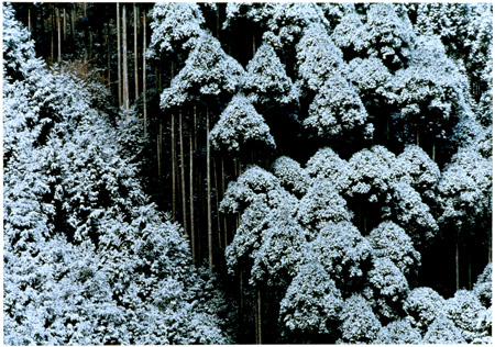 北山杉雪景（「京都」より）