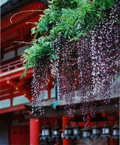 大和路　春日神社　藤