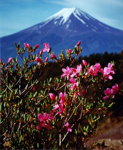 桜花に映える富士山（山梨県大月）