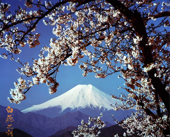 紅葉台の桜と富士山（富士箱根伊豆国立公園）