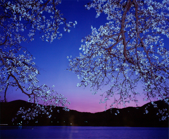 京都 広沢の池・夕桜