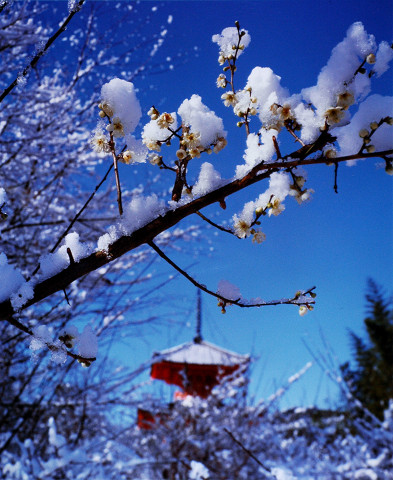 京都/仁和寺・新雪