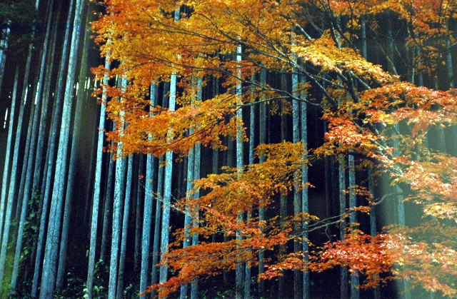 北山杉・もみじ