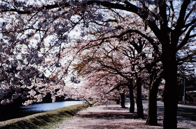 皇居の四季 乾通りの桜満開