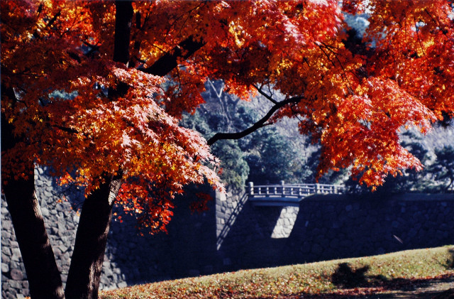 皇居の四季　紅葉の乾通と西詰橋