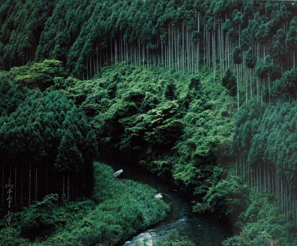 北山杉のある風景