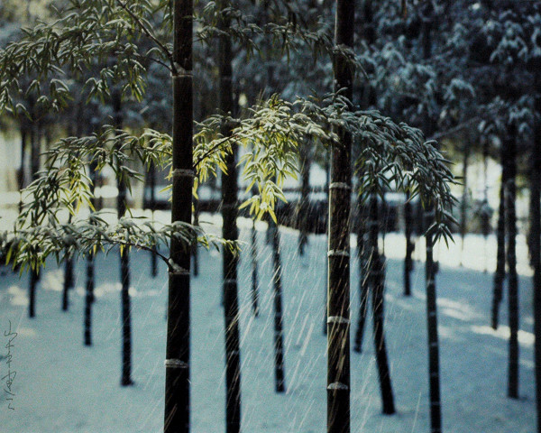 雪の竹林