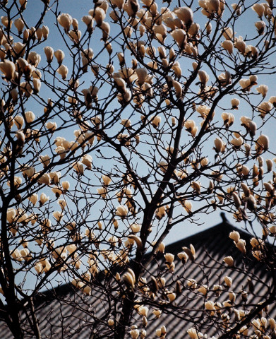 木蓮（秋篠寺）