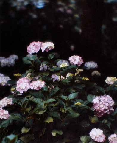 紫陽花（矢田寺）