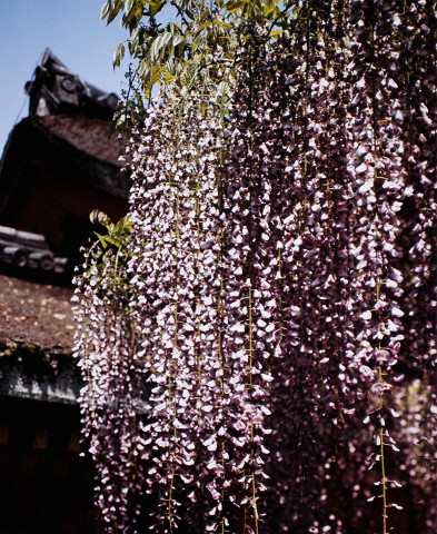 藤（春日神社）