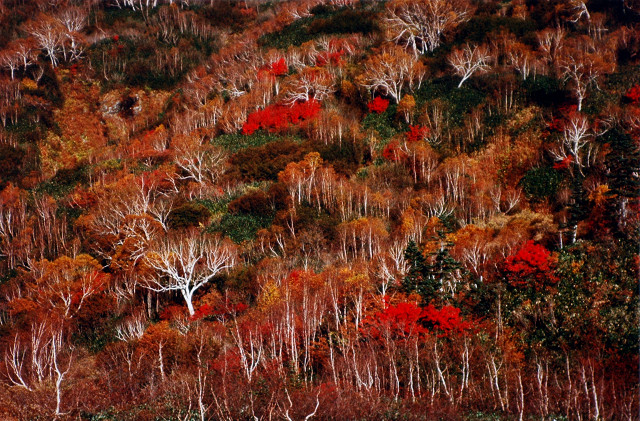 原生林　森林限界（長野県北アルプス）