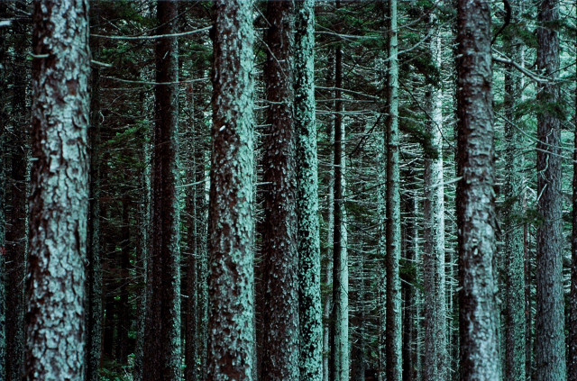 原生林　北方針葉樹林（北海道阿寒）