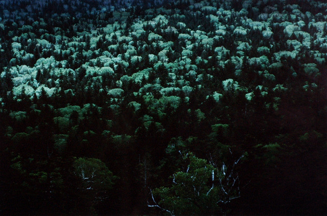 原生林　亜高山帯針葉樹林（北山岳）