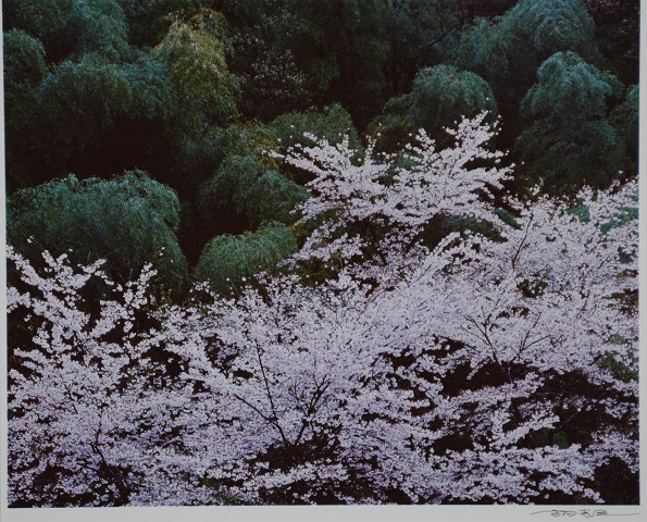 竹林と桜