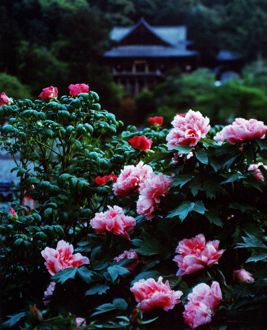 ぼたん（長谷寺）