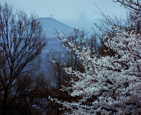 奈良の都・春