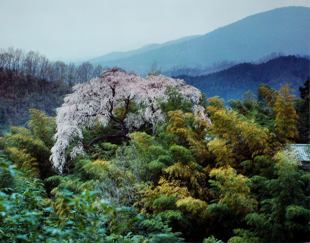 枝垂れ桜（初瀬）