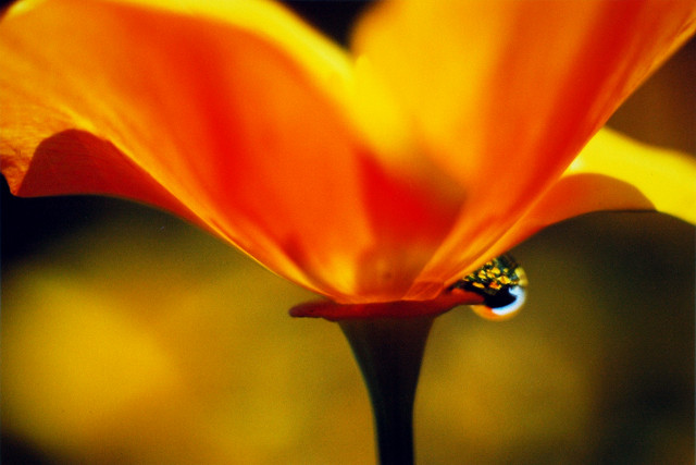 水滴の中のお花畑